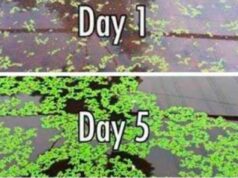 धान फसल के लिए सस्ता, टिकाऊ और प्रभावी जैविक उर्वरक