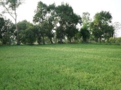 पैडी डायवर्सन मॉडल से बदली किसानों की तकदीर