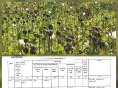 राजनीतिक आरोपों से गरमाया अफीम खेती का मामला, गिरदावरी में ‘अन्य अनाज’, अफीम फसल की रखवाली पुलिस की निगरानी सुरक्षा में